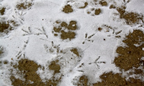 Yéti, abominable homme des neiges, empreintes, pigeon, neige, Paris, photo